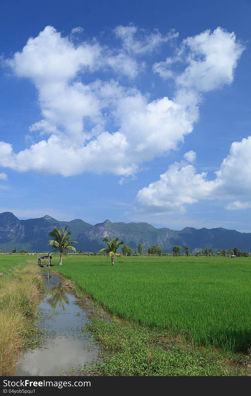 Green rice field and coconut tree