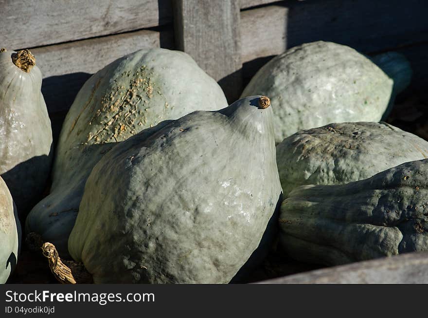 Not all fall gourds are pretty, as these green lumpy gourds prove! still, they are fun to decorate with and make great bird houses.