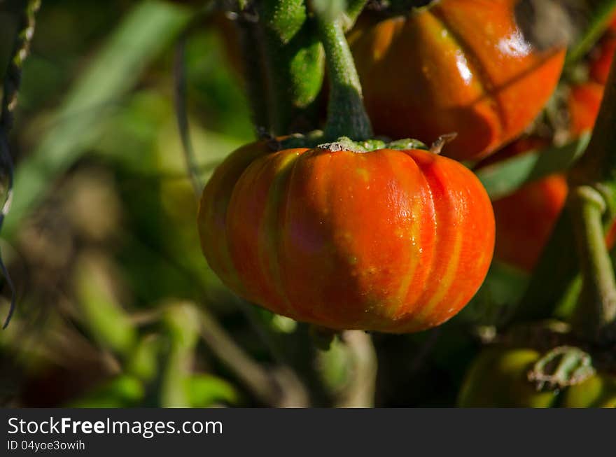 Tiny  orange  gourds are growing on the vine at a local fall pumpkin farm. Tiny  orange  gourds are growing on the vine at a local fall pumpkin farm