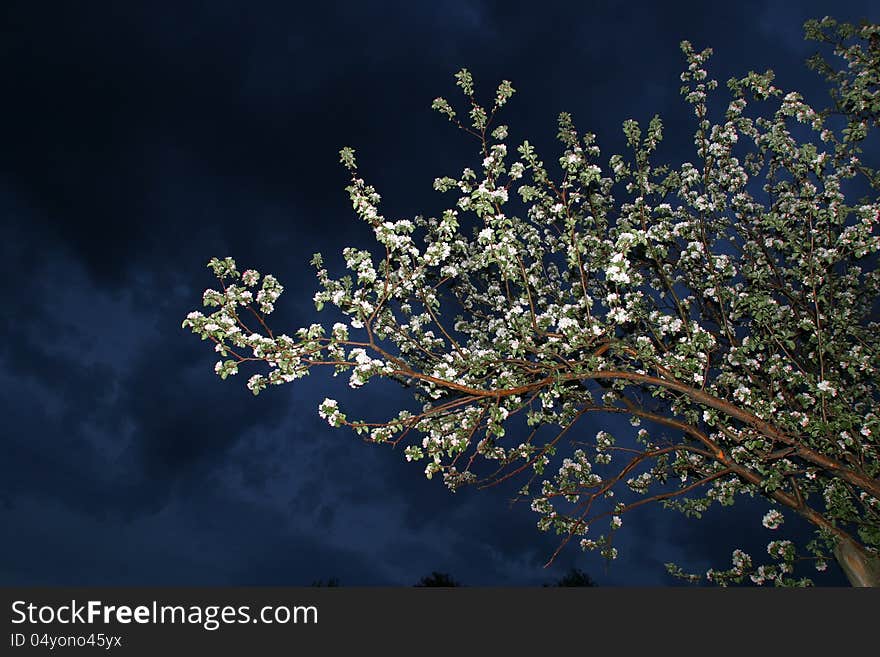 Blooming apple tree in the garden