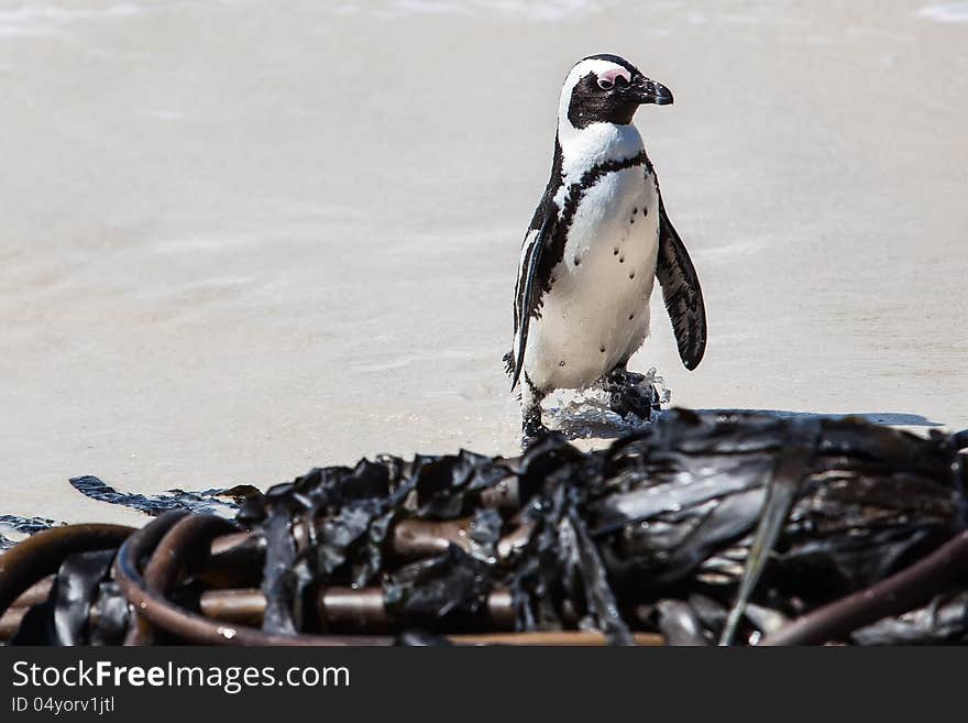 The Cape Penguin on his way out of the ocean. The Cape Penguin on his way out of the ocean.