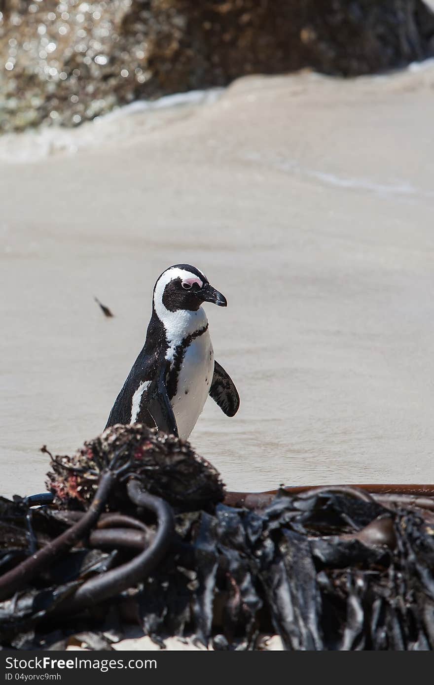 The Cape Penguin on his way out of the ocean. The Cape Penguin on his way out of the ocean.