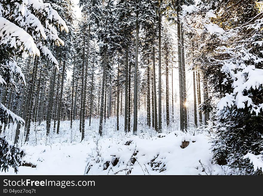 Winter sunrise in mountain forest. Snow and trees, nature cold landscape