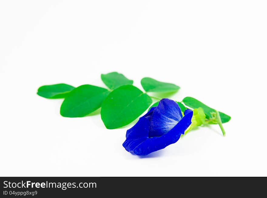 Asian pigeonwing  on white background