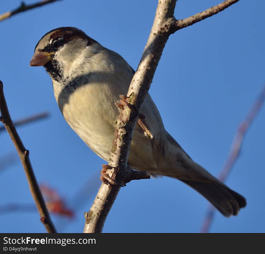 The sparrows are a family of small passerine birds