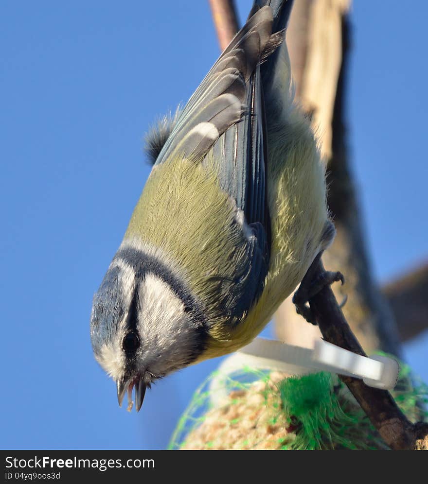 Is a small passerine bird in the tit family Paridae. Is a small passerine bird in the tit family Paridae