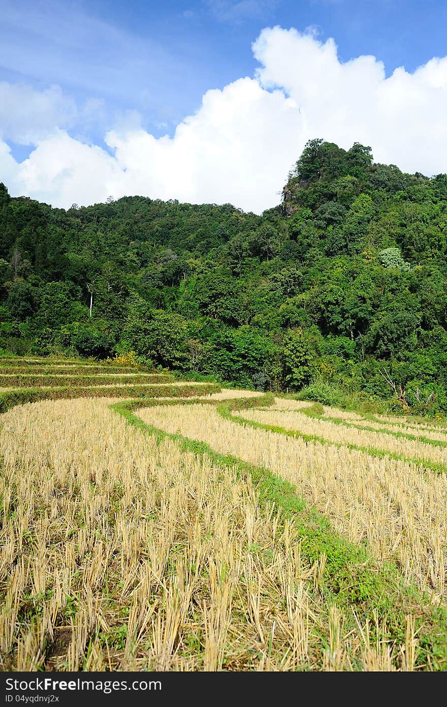 Dried rice terrace in thailand. Dried rice terrace in thailand