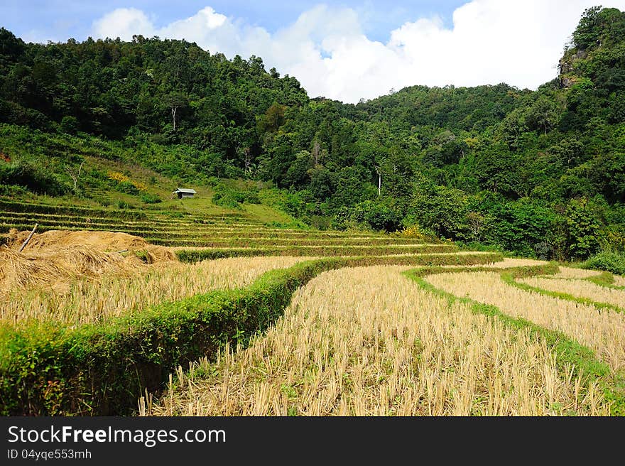 Rice terrace