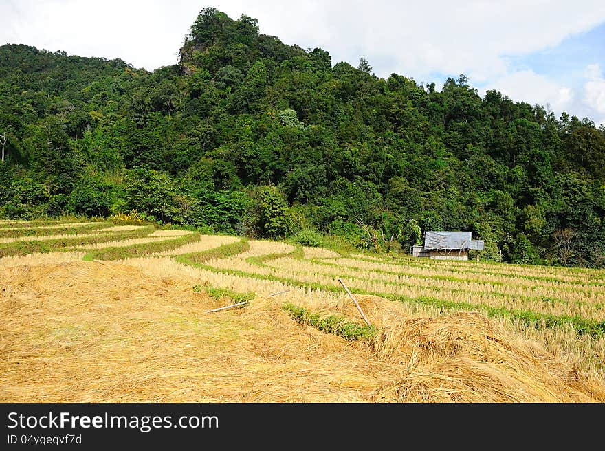 Dried rice terrace in thailand