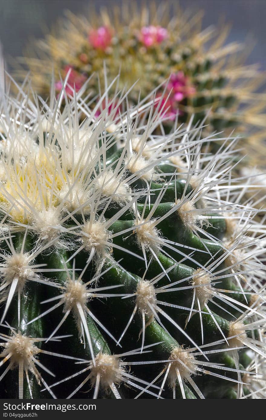 Group of decorative thorny cactuses. Group of decorative thorny cactuses.