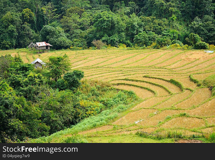 Dried rice terrace in thailand