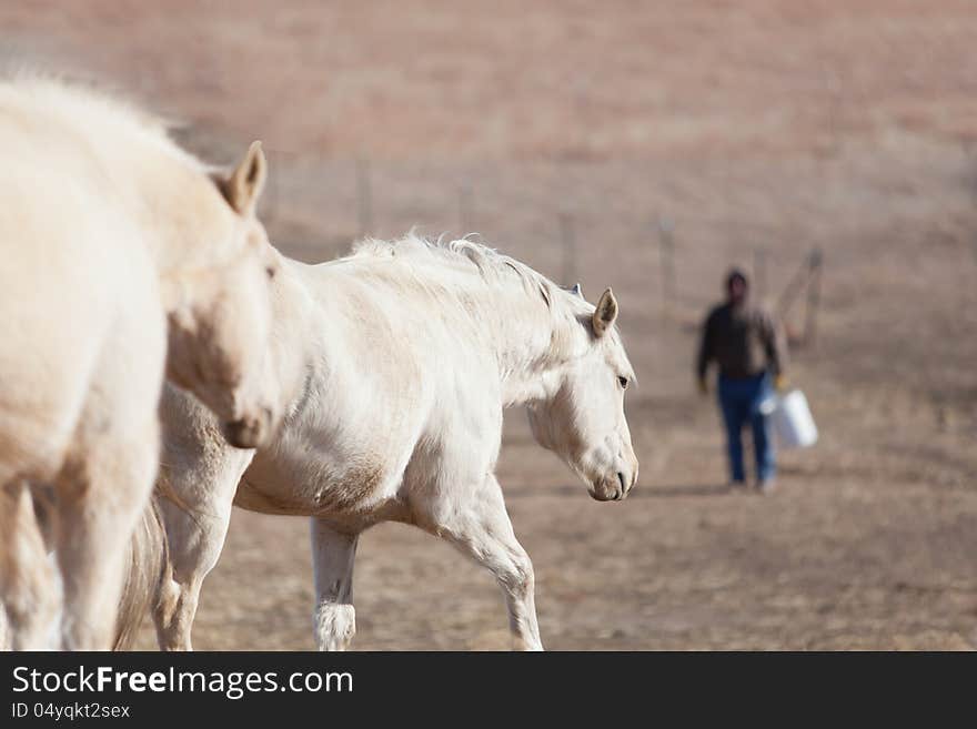 Two Palomino horses going after a treat of range cubes with their owner in the background. Two Palomino horses going after a treat of range cubes with their owner in the background