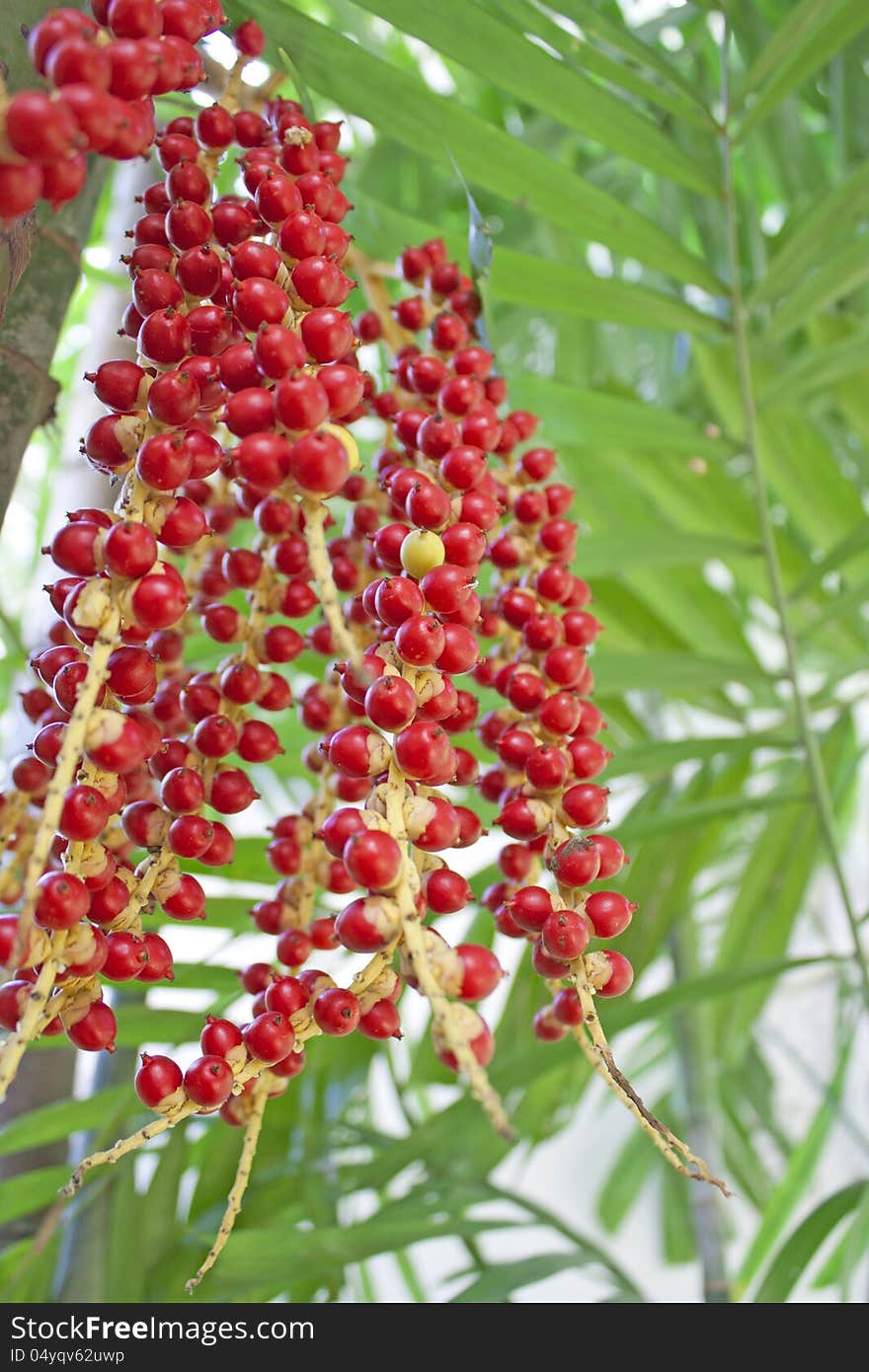 Ornamental plants, trees, standing by the house. Ornamental plants, trees, standing by the house.