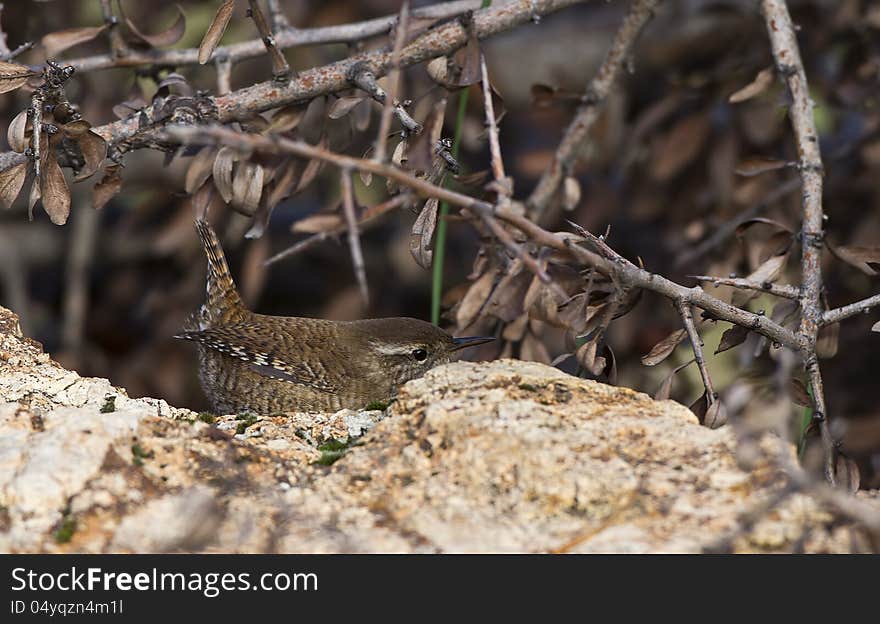 Wren Hiding Behind The Rockpile