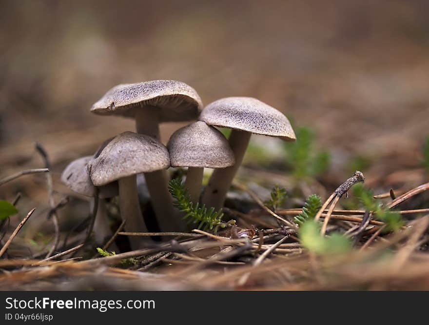 Small mushroom family in a pine-wood