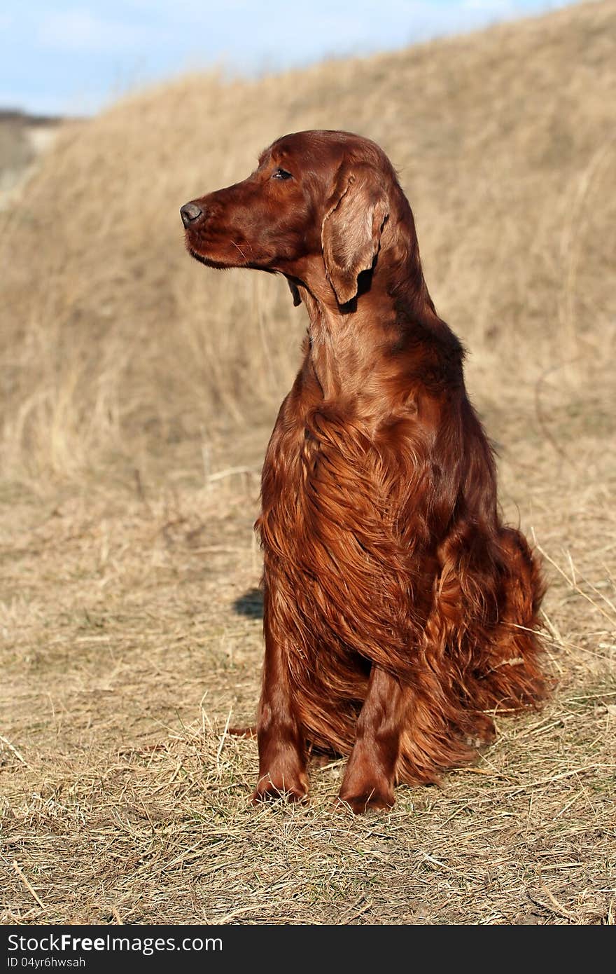 Irish Setter portrait