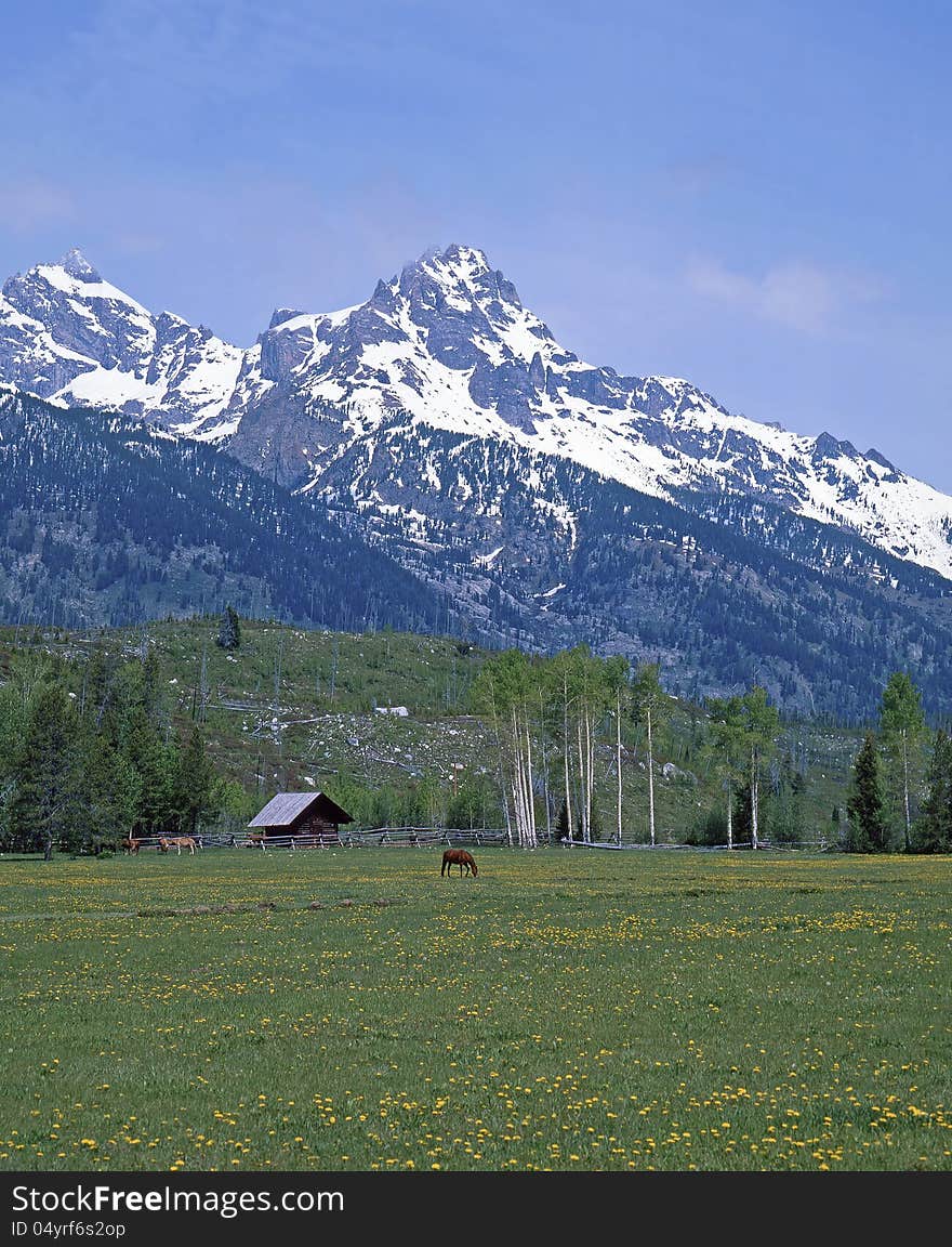 View of a horse grazing on the meadow with snow covered mountains in the background. View of a horse grazing on the meadow with snow covered mountains in the background.