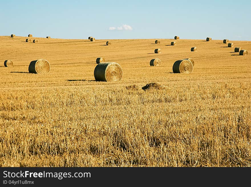 Straw field