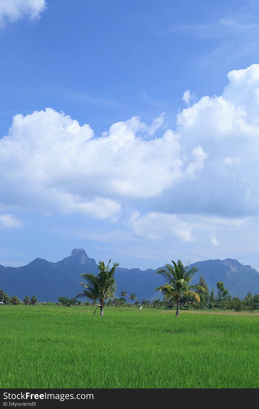 Green organice rice field in Thailand. Green organice rice field in Thailand