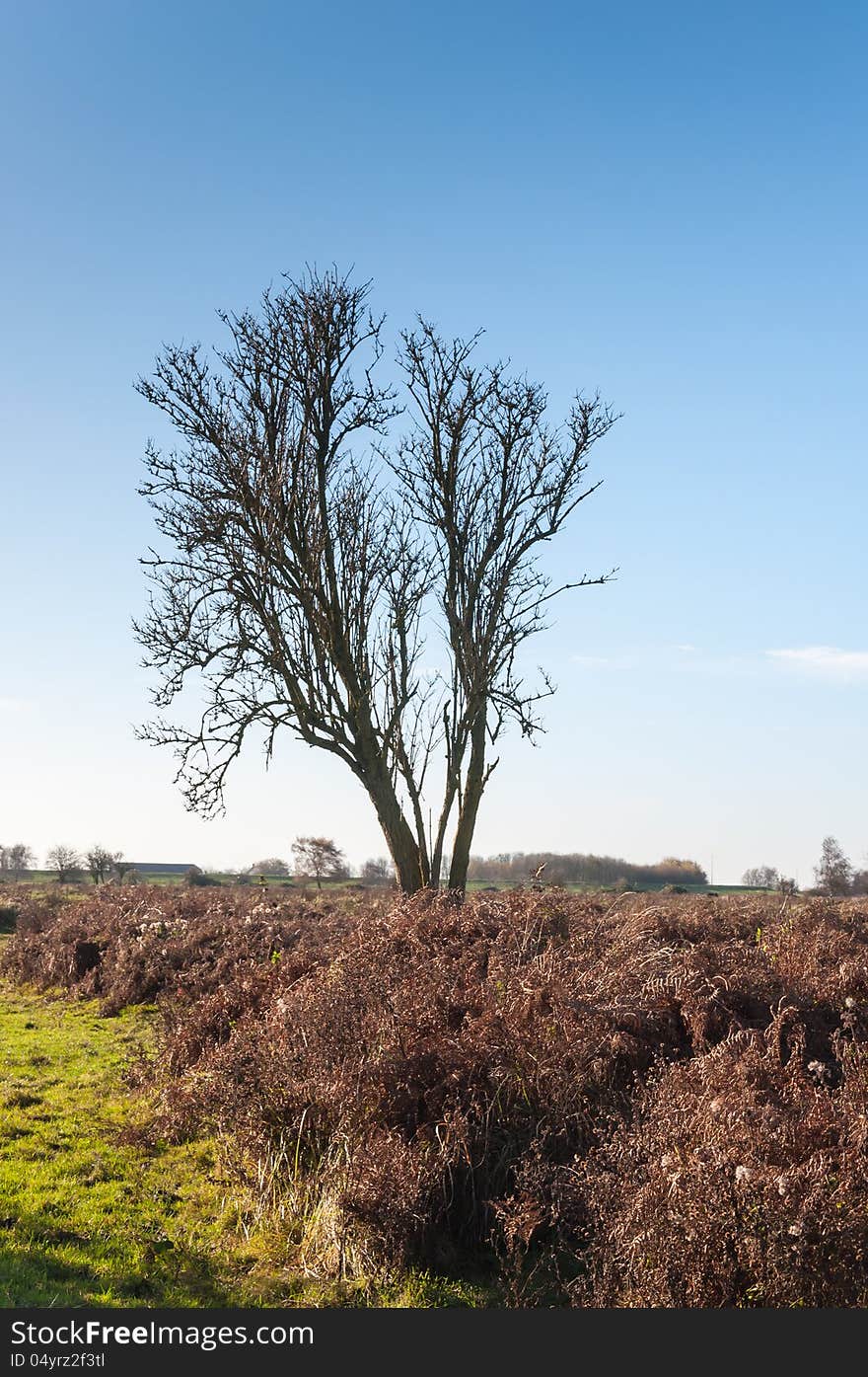 Colorful Dutch landscape in autumnal colors, a blue sky and a solitairy bare tree. Colorful Dutch landscape in autumnal colors, a blue sky and a solitairy bare tree.