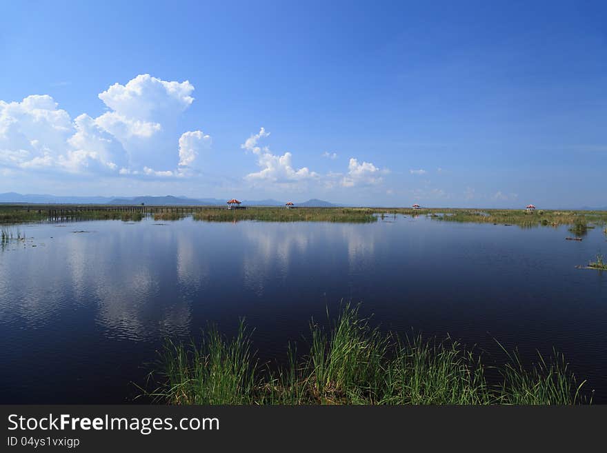 Wooden Bridge in lotus lake