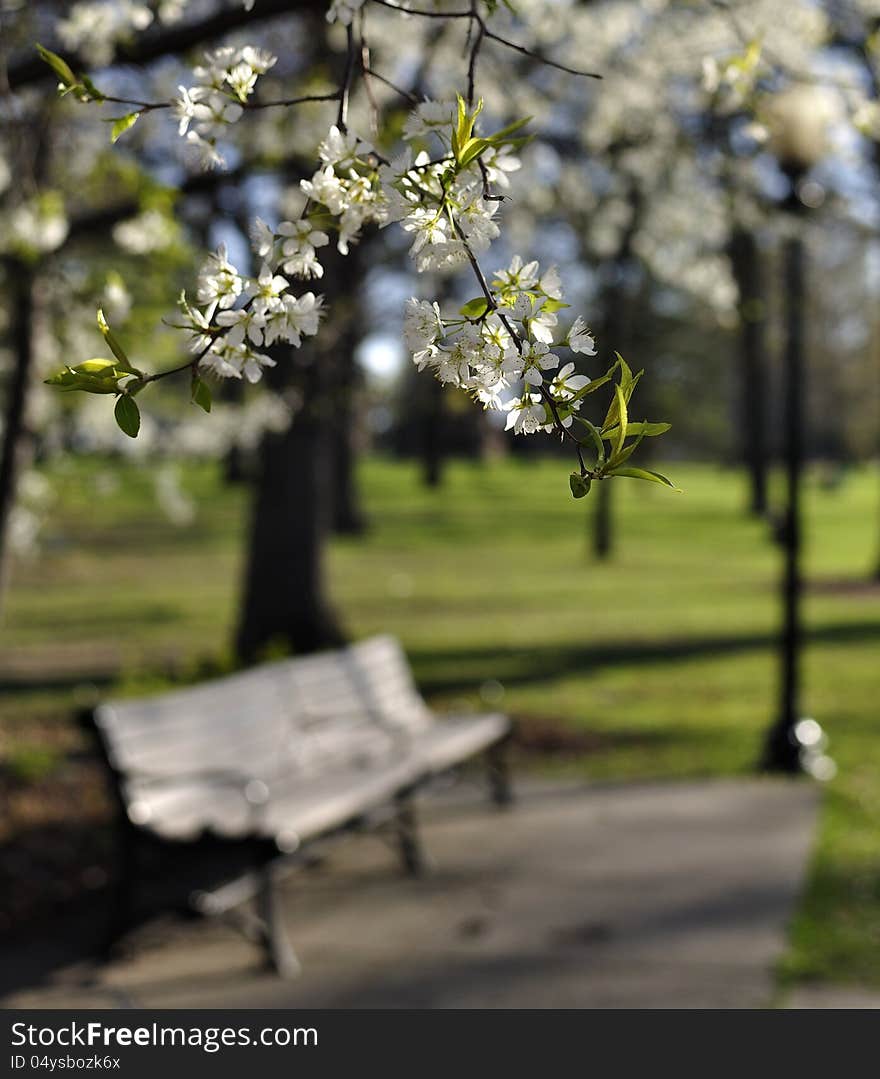 Flowering tree in a park with a park bench and lamp post in background. Flowering tree in a park with a park bench and lamp post in background