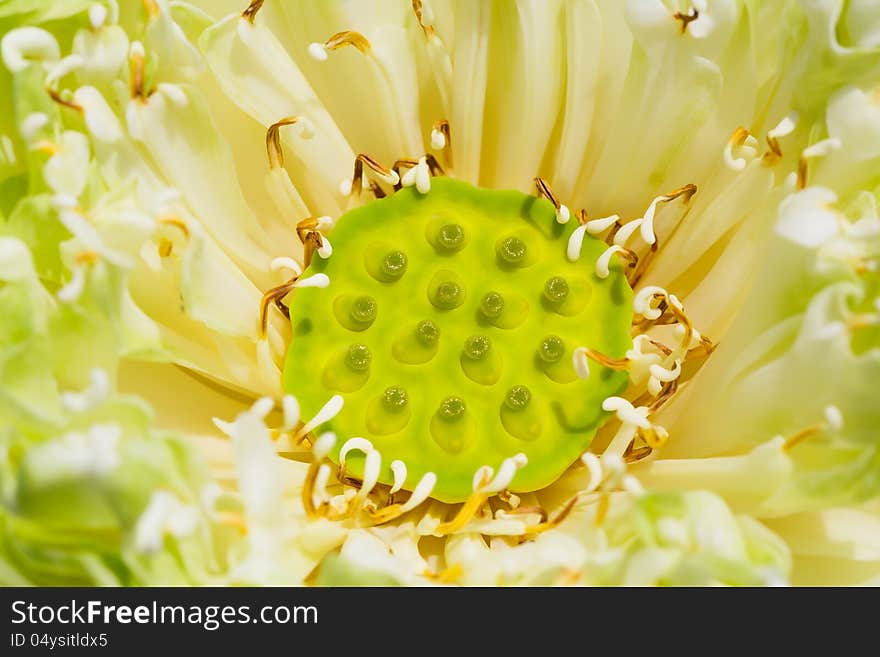 Image of Closeup lotus seed