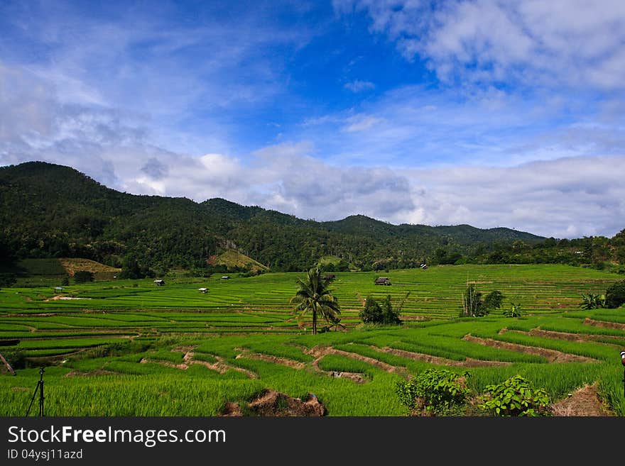 Terraced rice fields in northern Thailand