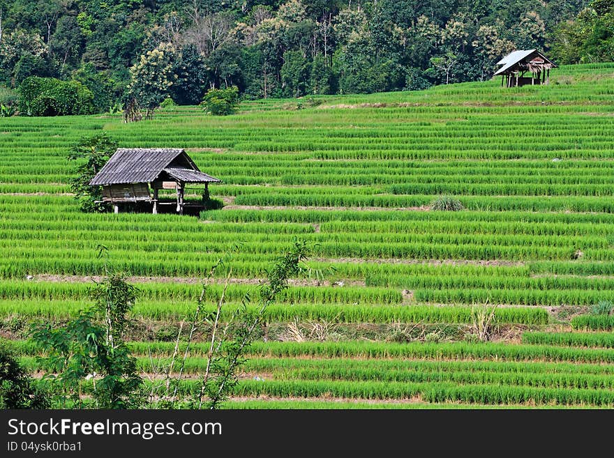 Terraced rice fields in northern Thailand