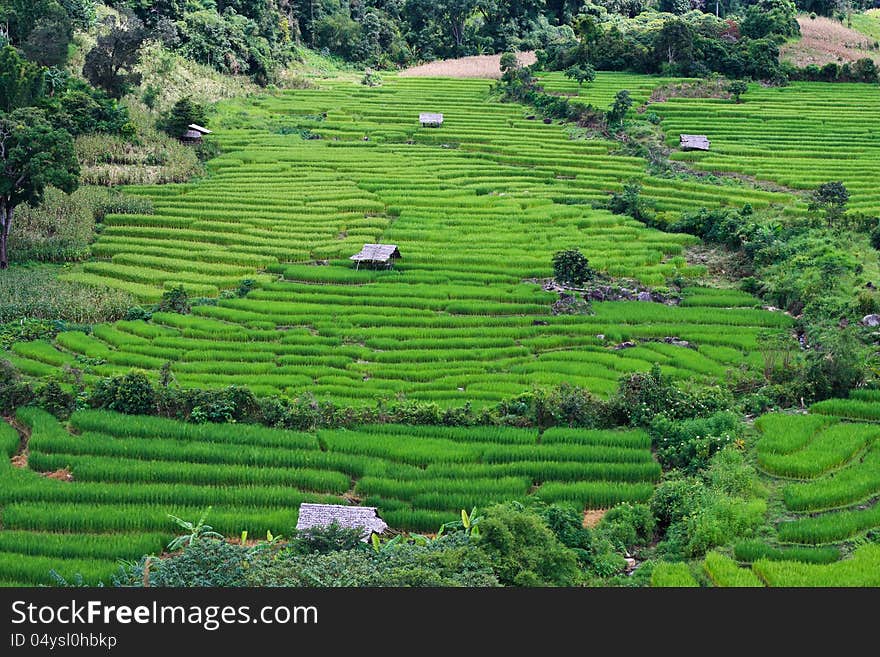 Terraced rice fields in northern Thailand