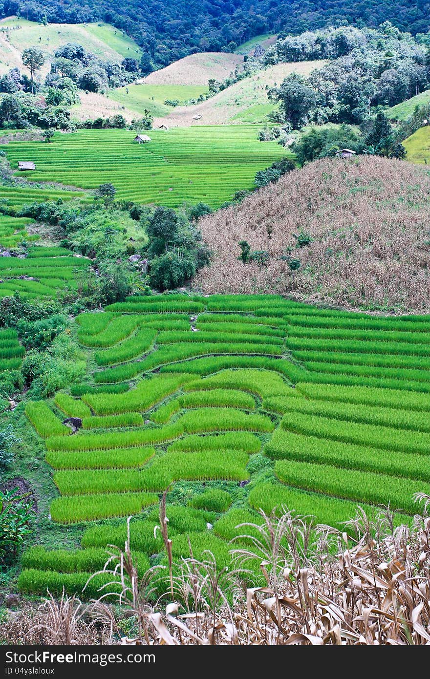 Terraced rice fields in northern Thailand