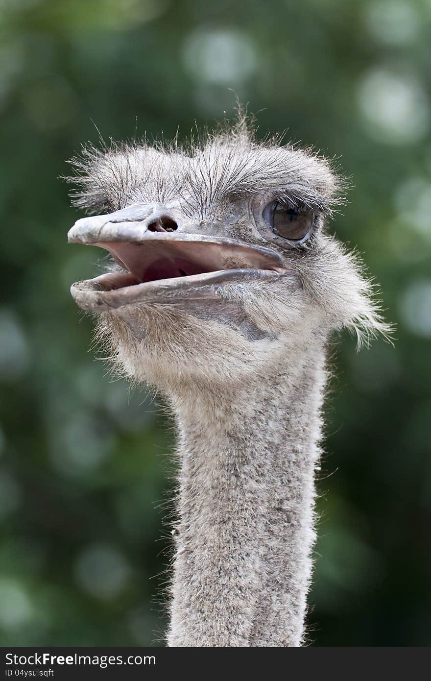 The head of an ostrich with the mouth open