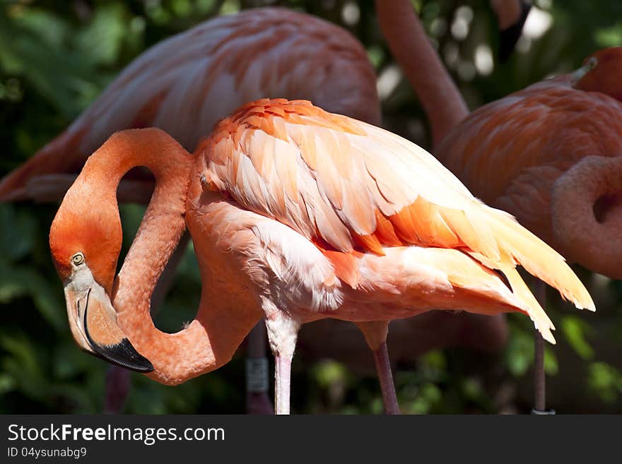 A red flamingo with its neck curved