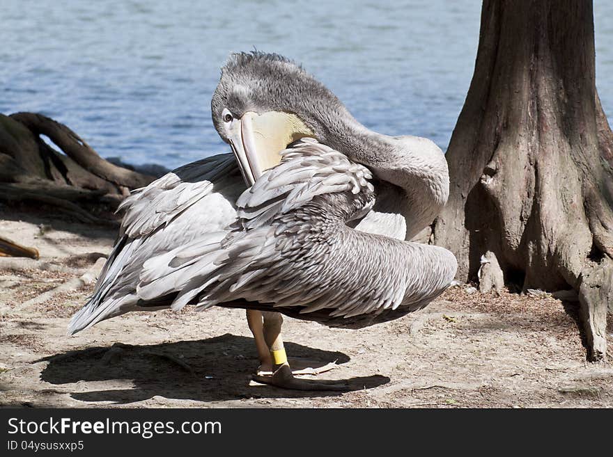 A pelican