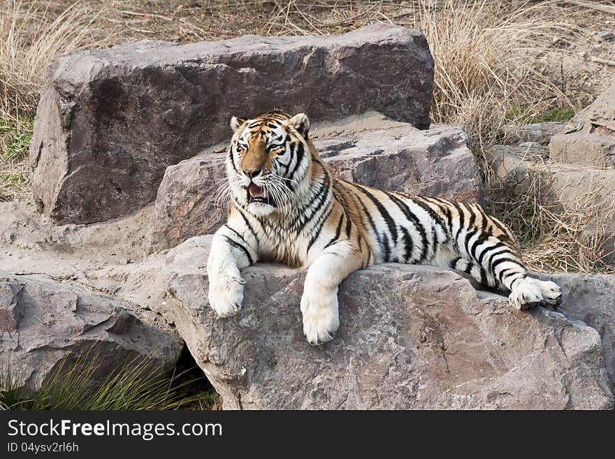 A tiger crouching on a big stone