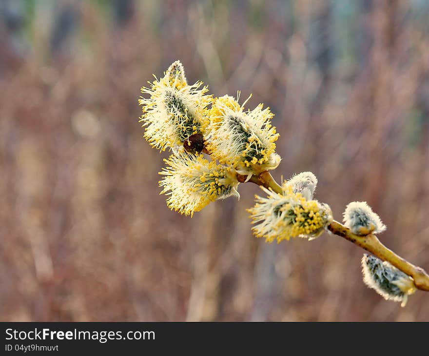 Flowering willow branch close-up.