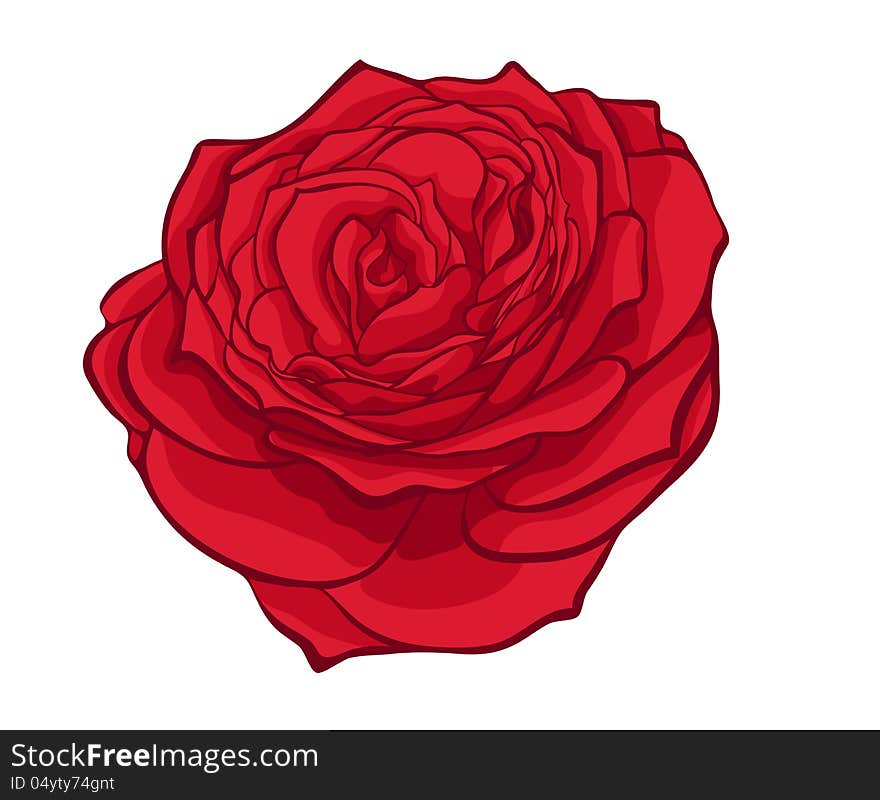 Stylish red rose isolated on white