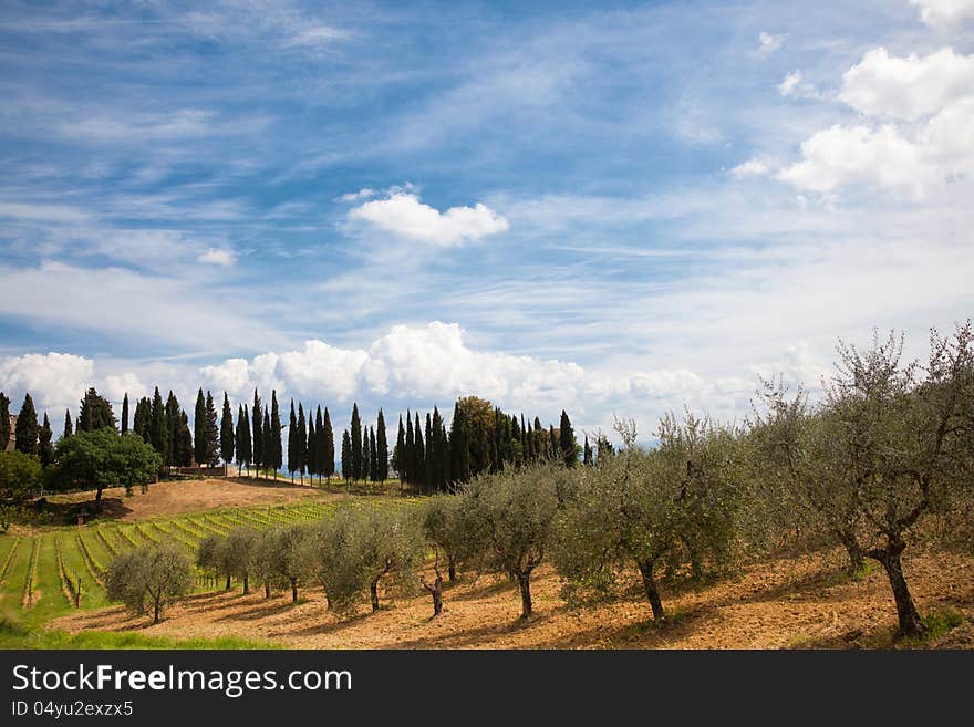 Typical italian countryside with olive-trees and cypres