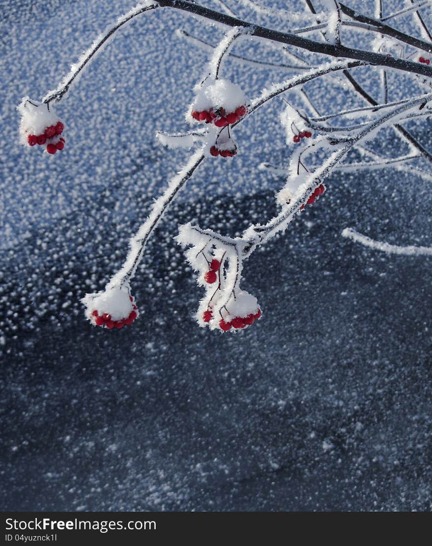 Red Berries On Frosty Tree Branches