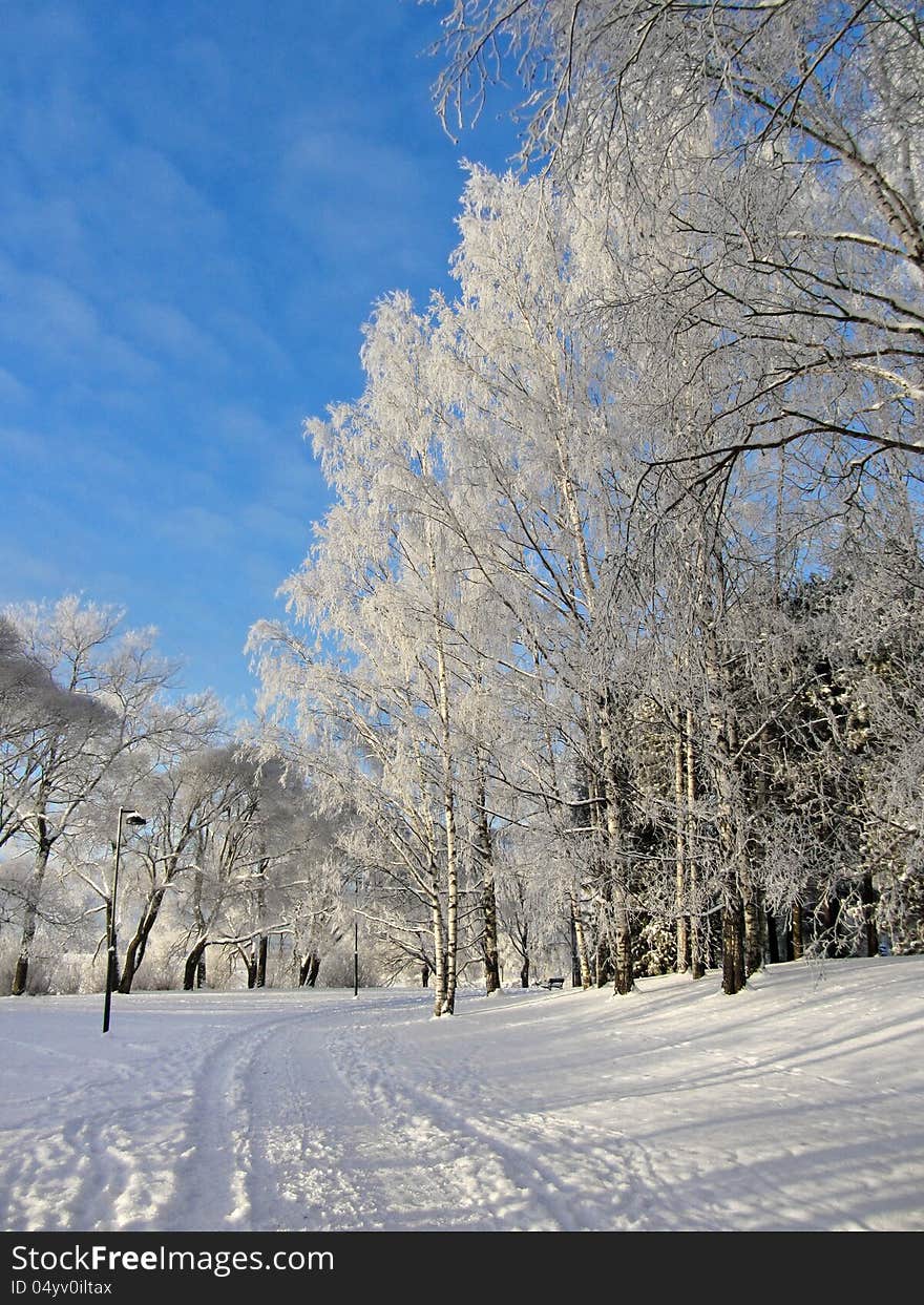 Frozen trees in snowy park winter background. Frozen trees in snowy park winter background