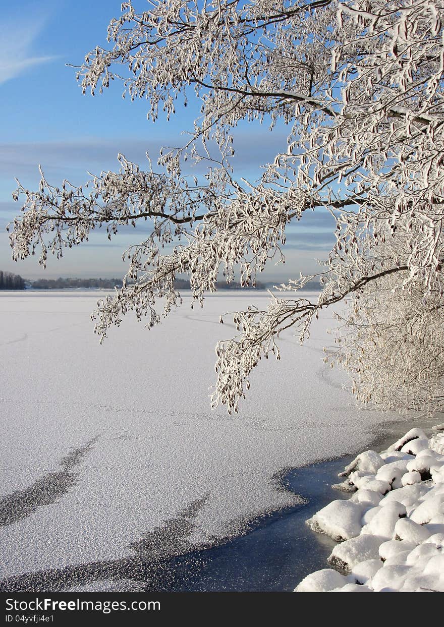 Snowy tree near frozen lake