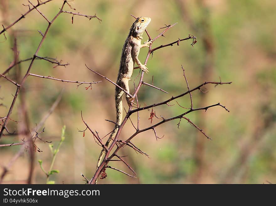 Wild African Reptiles - Blue headed lizzard, Young