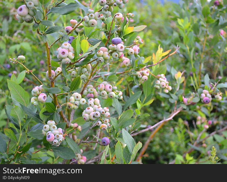 Wild Blueberries