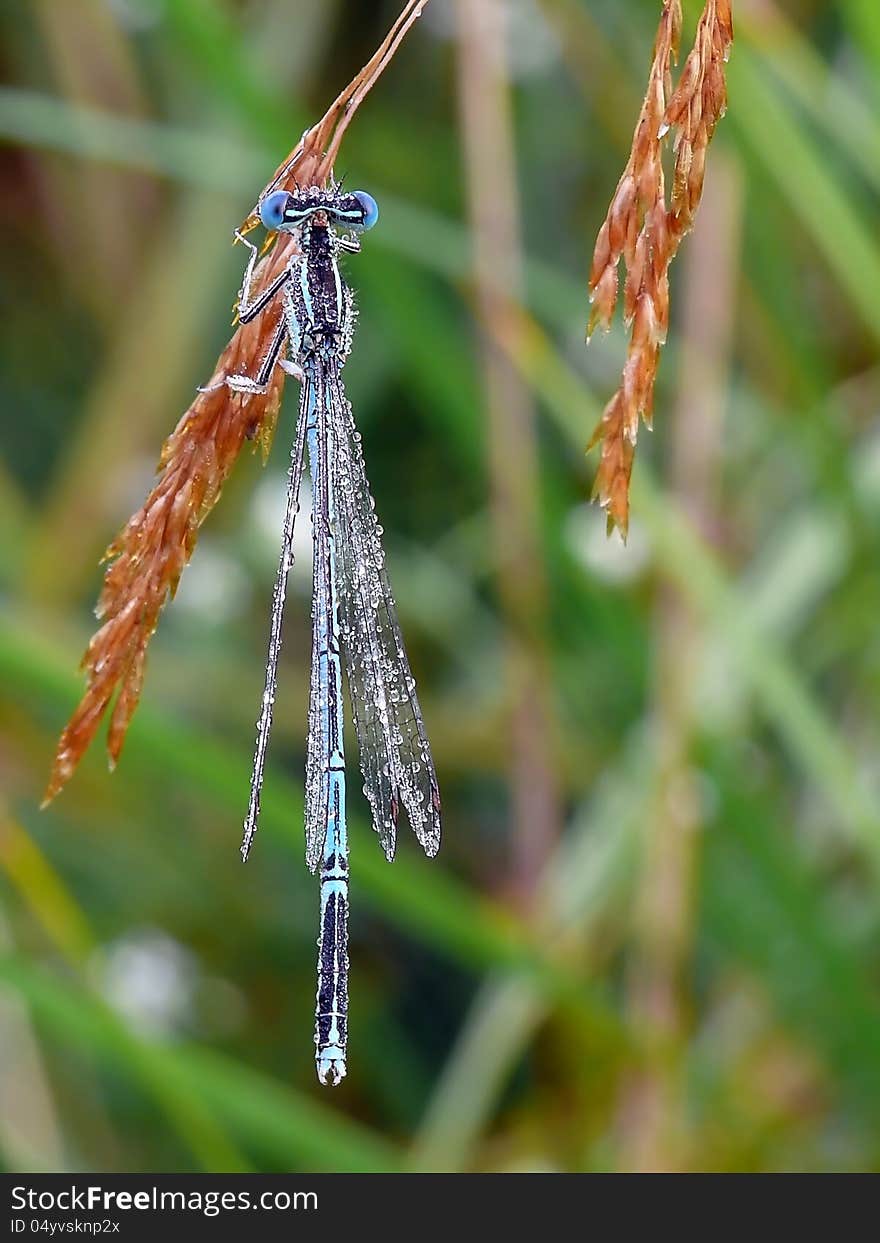 White-legged damselfly