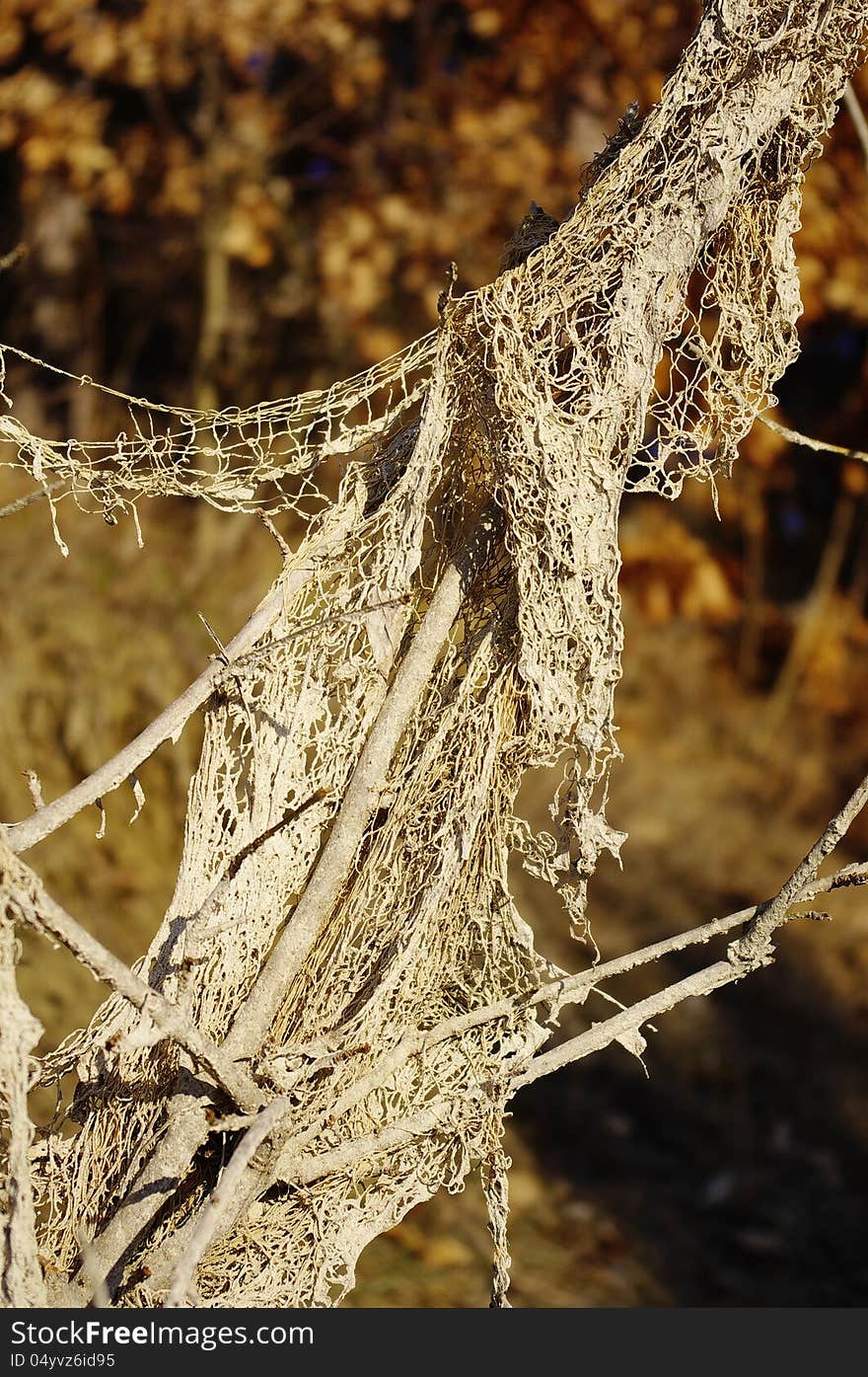 Torn fishnet in Autumn