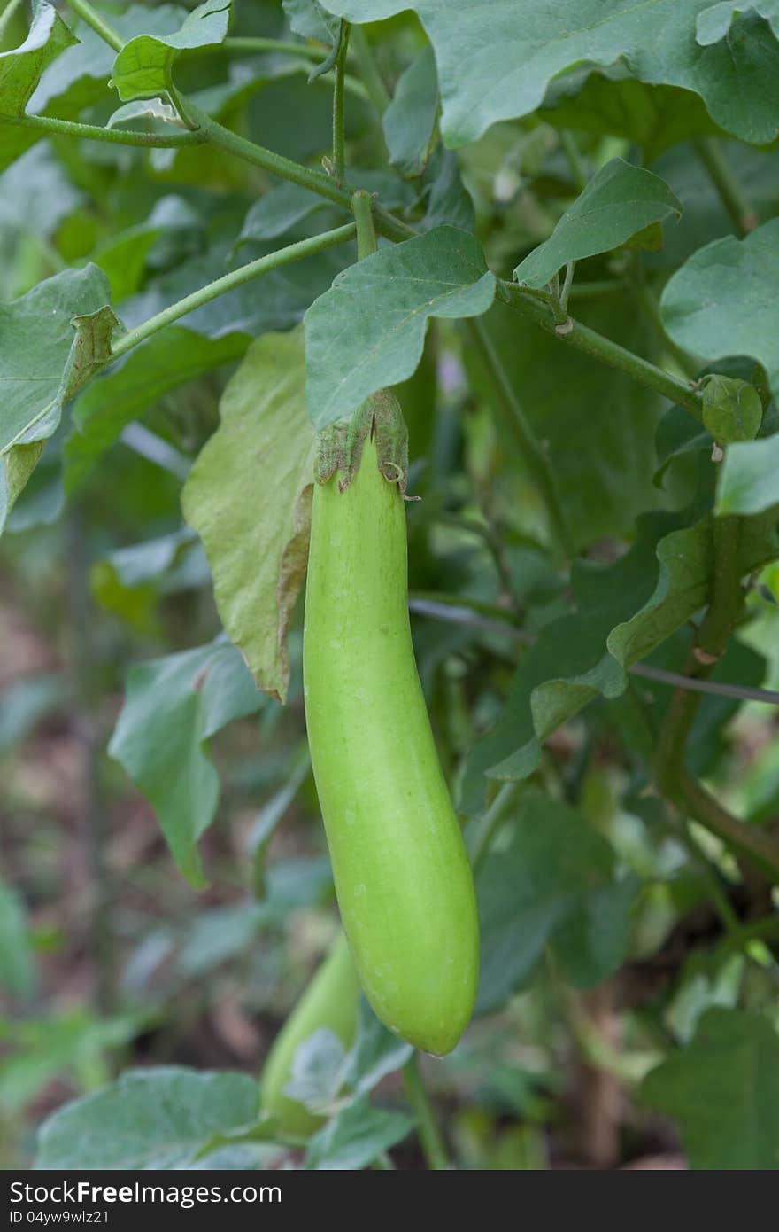 Thai Long Green Eggplant