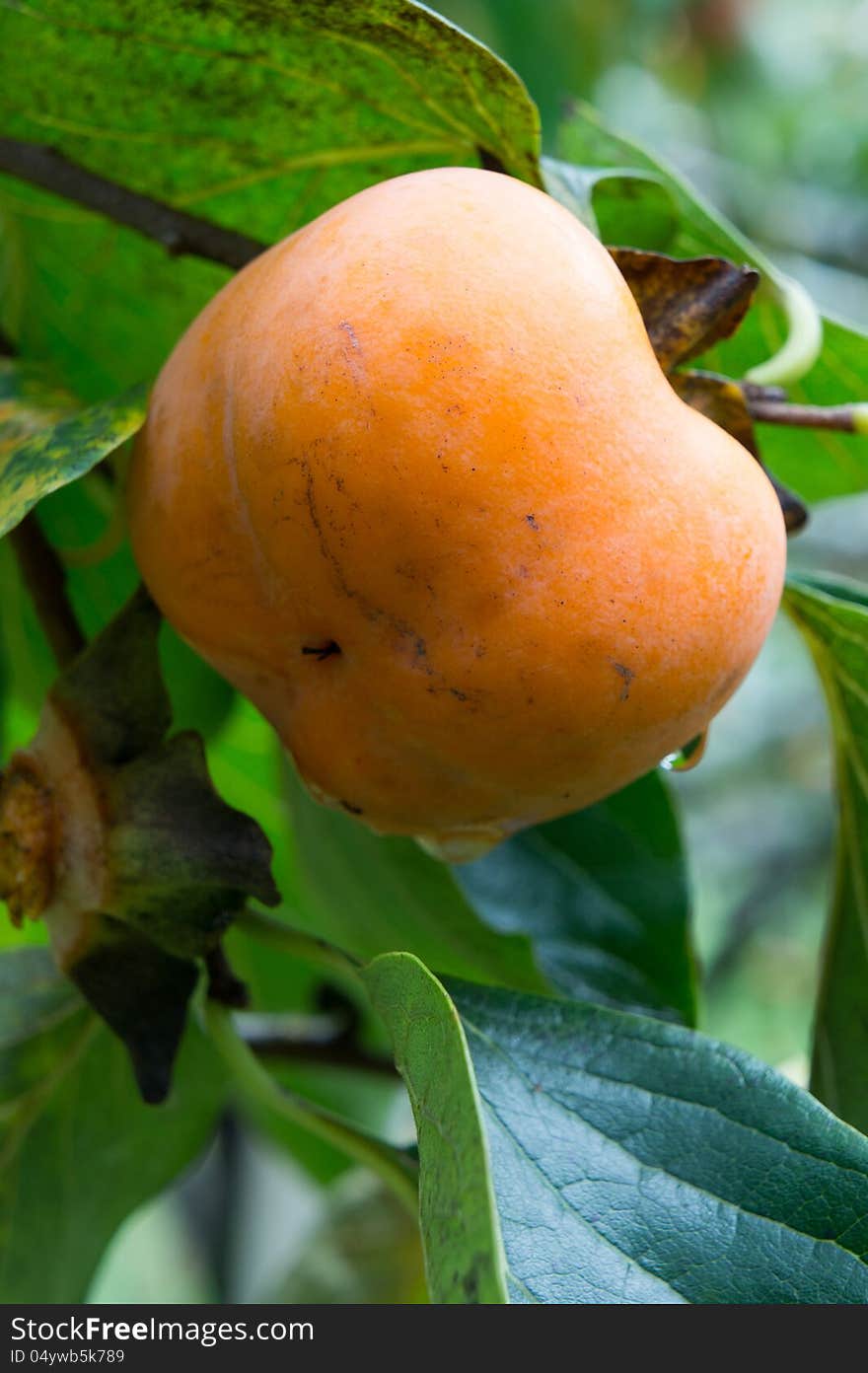 Organic persimmons in Thailand. The fruit is grown by Thai hill tribe people.