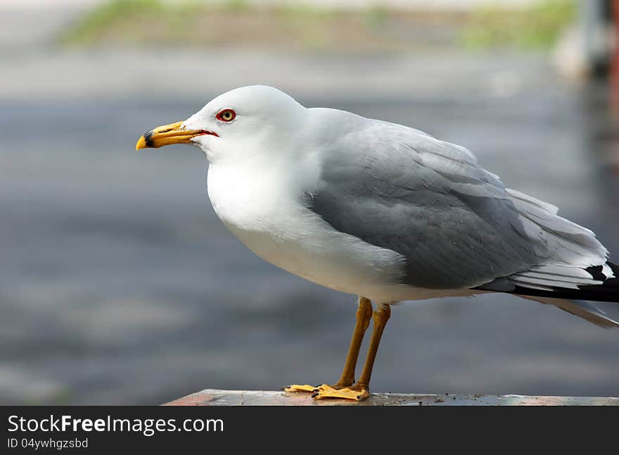 Lone Seagull Outside Picnic Table