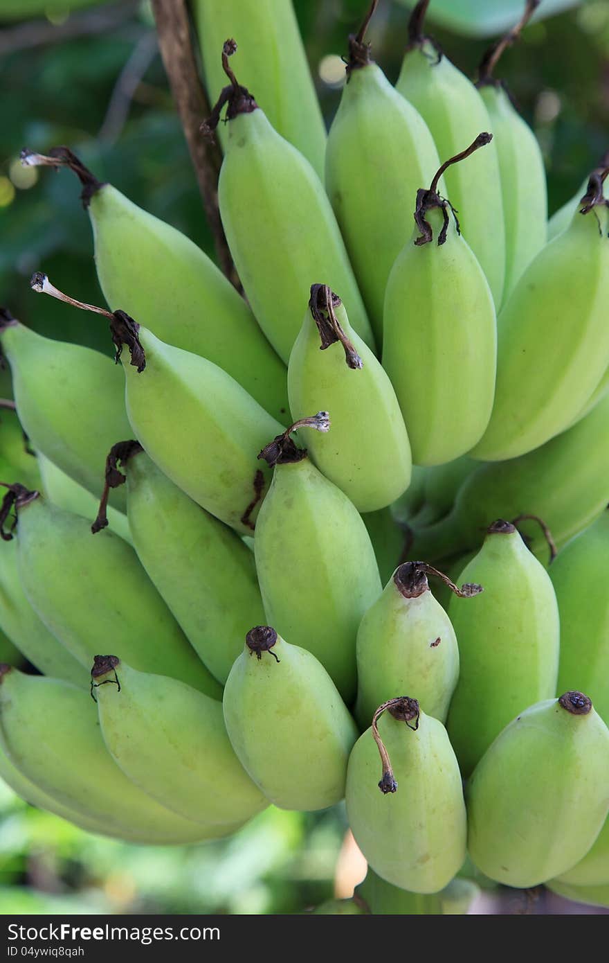 Bananas on a tree, Thailand