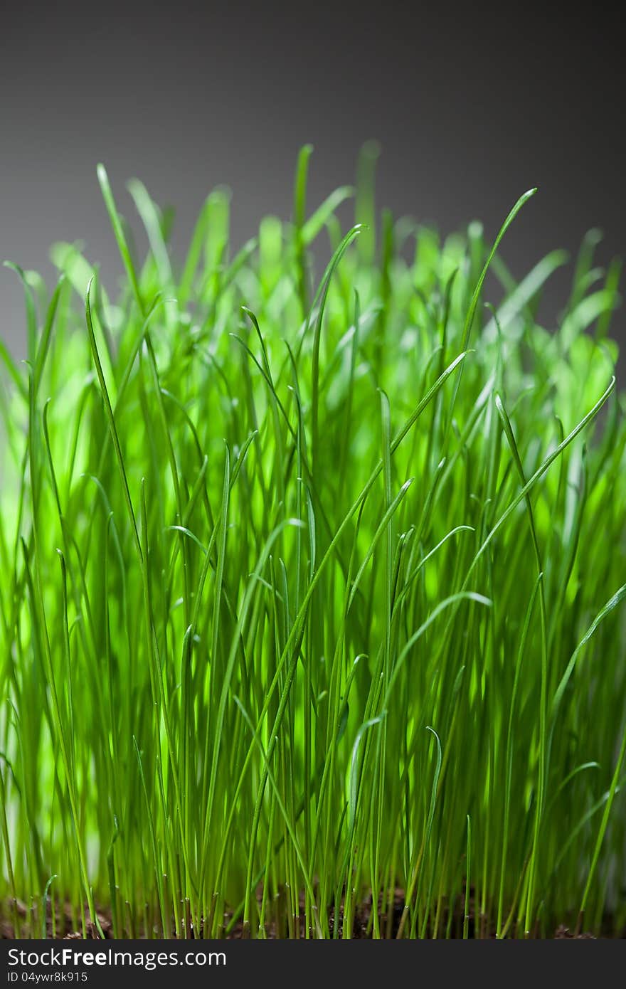 Fresh grass dense bunch, close-up view